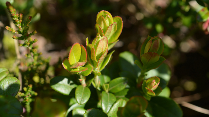 Knospen des Preiselbeerstrauchs
