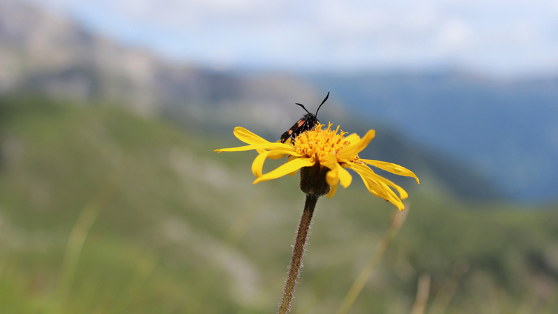 Médecine naturelle plante médecinale arnica: une fleur d'arnica