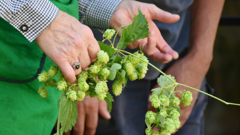 Des mains de femme agée tiennent du houblon