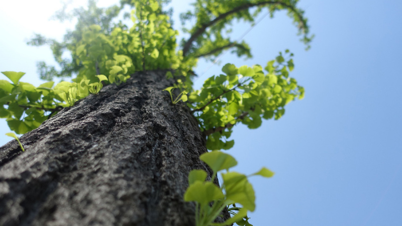 Ginkgo, Ginkgobaum, Gedächtnis: Der Stamm eines Ginkgobaumes mit ein paar grünen Blättern.