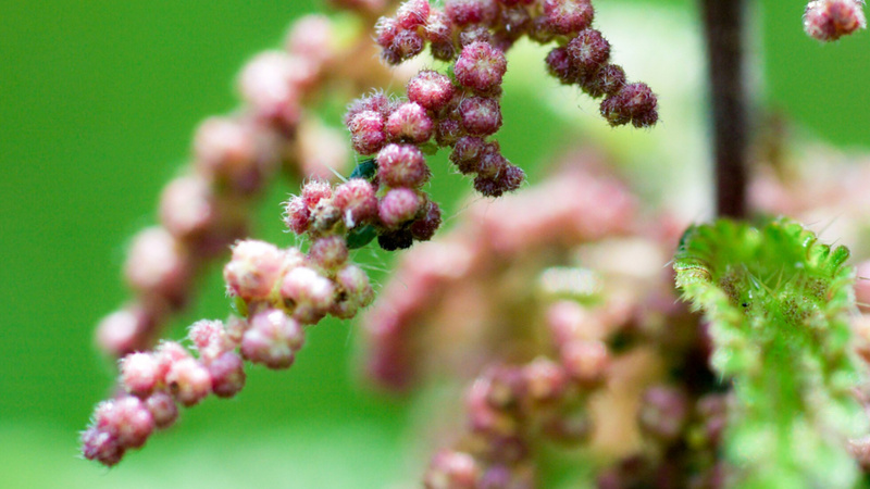 Des graines d’ortie