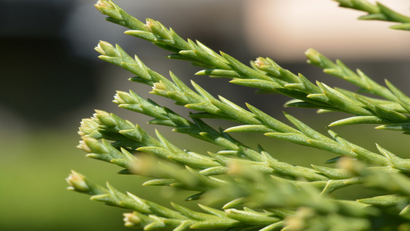 Knospen des Mammutbaums.