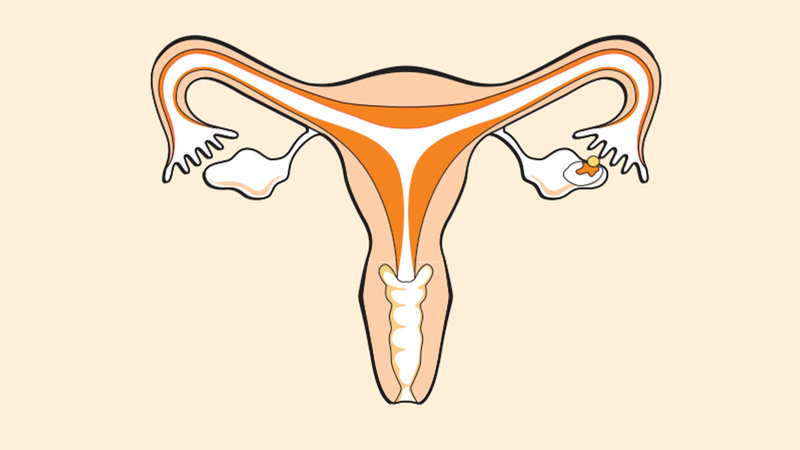 L'appareil reproducteur féminin