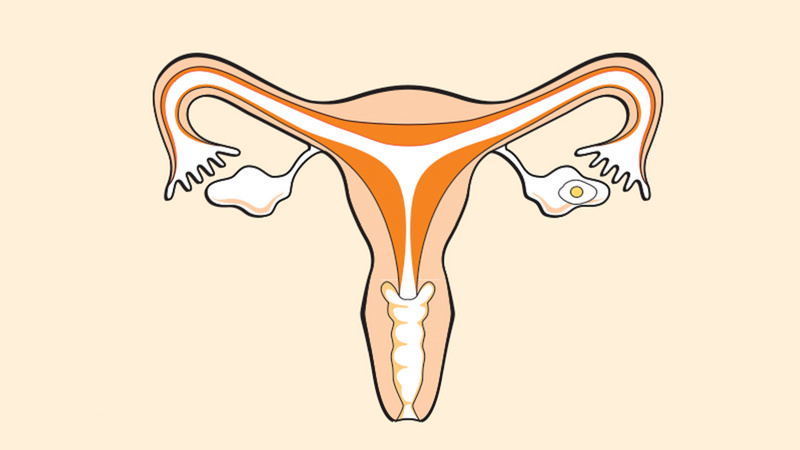 L'appareil reproducteur féminin