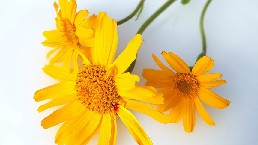 Erste Hilfe, Heilpflanzen, Verletzung: Drei Arnika