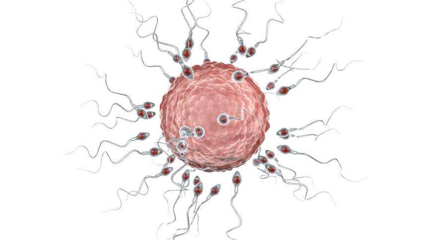 Dessin de spermatozoïdes qui se dirigent vers un ovule. Un l'a déjà atteint.