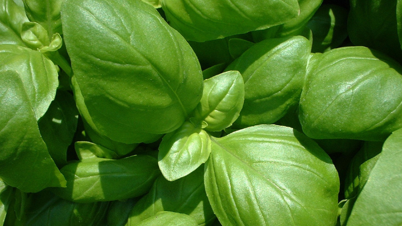 Du basilic