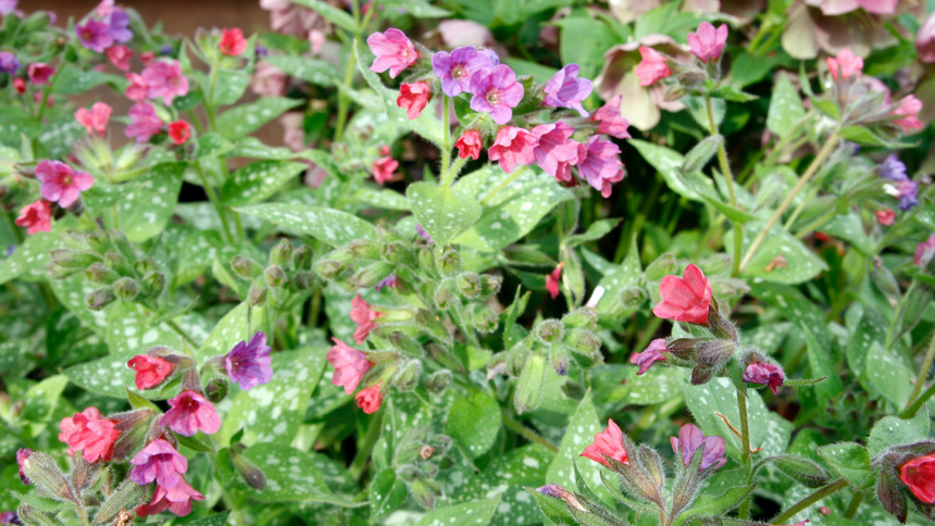 Das Lungenkraut blüht in blauen und violetten Farben.