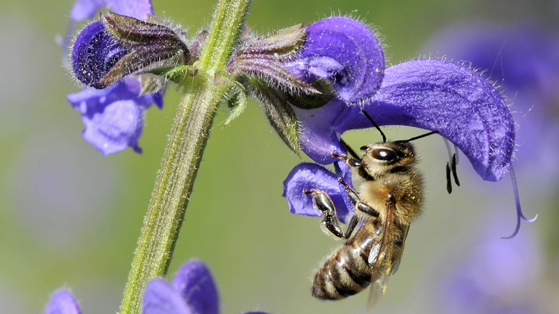 Piqûres d'insectes: une abeille sur une fleur violette.
