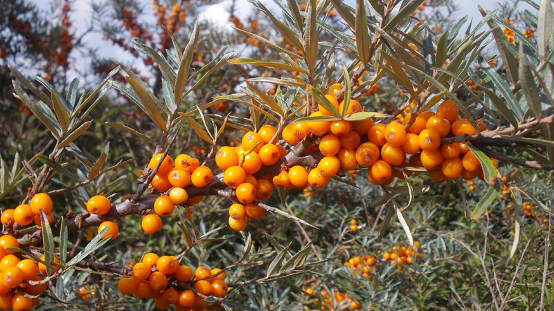 Sanddornbeeren