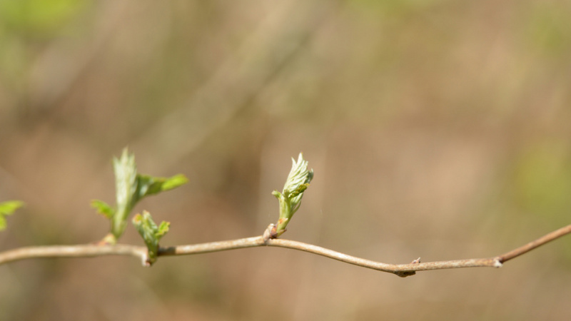 Knospen des Himbeerstrauchs
