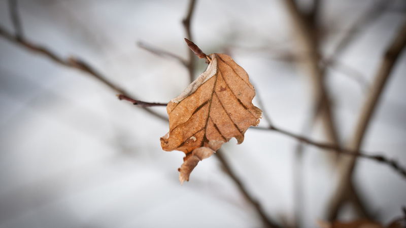 Winter, Depression, Winterblues: fast kahler Baum, daran hängt ein verwelktes Blatt