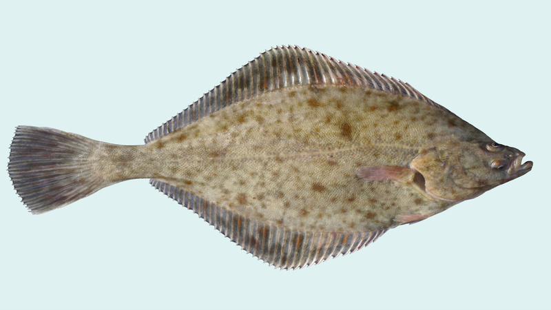 Flunder