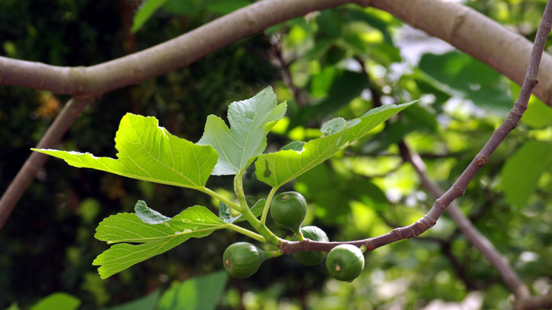 Un figuier avec des fruits 