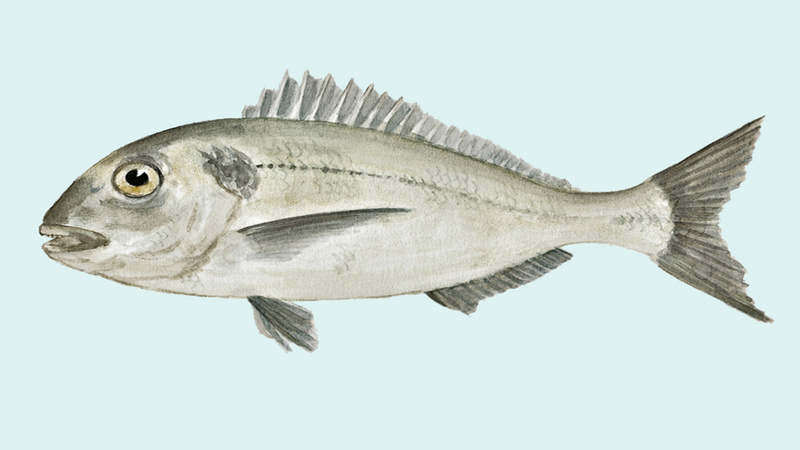 Dorade, gezeichnet