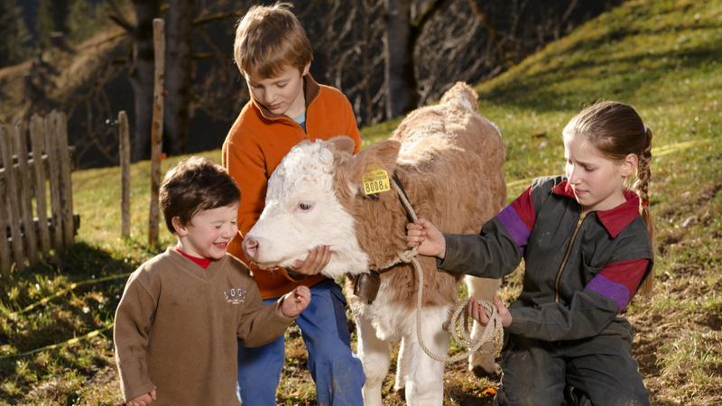 Trois enfants jouent avec un petit veau.
