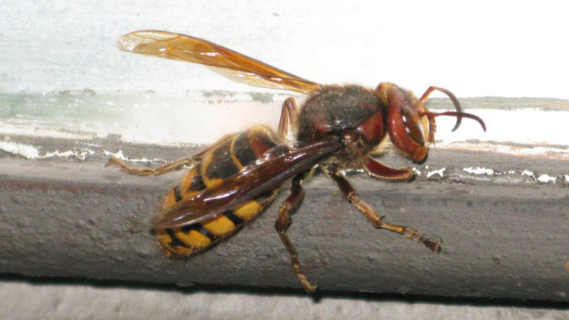 Piqûres d'insectes: un frelon