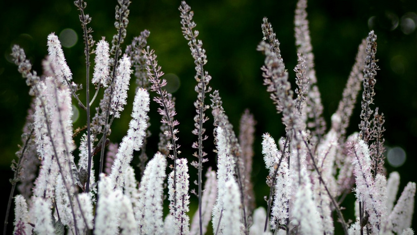 De l'actée à grappes noires