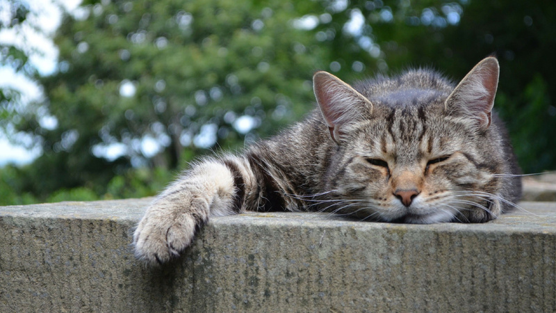 Tiere, Alter, Beschwerden: Graue Katze mit schwarzen Streifen liegt auf einer Mauer, die rechte Pfote von sich gestreckt. Sie schläft