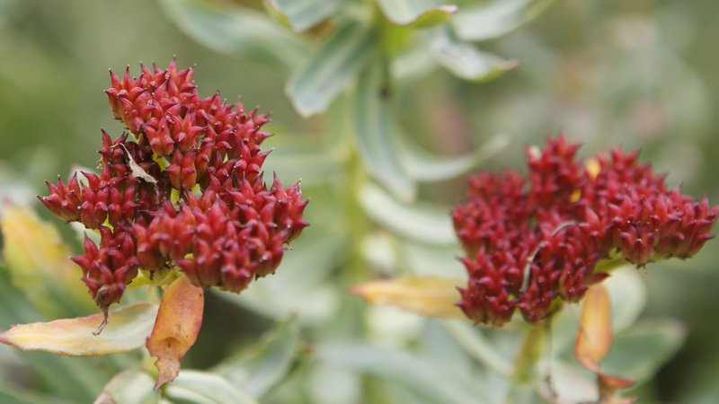 Naturheilkunde, Heilpflanzen, Stress: Rosenwurz