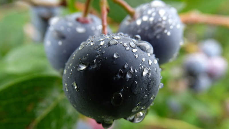 Naturheilkunde, Durchfall, Magenkrämpfe, Sodbrennen: Heidelbeeren hängen am Strauch, sie sind nass vom Morgentau