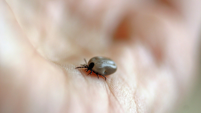 Conseils tiques maladies: une tique dans une main
