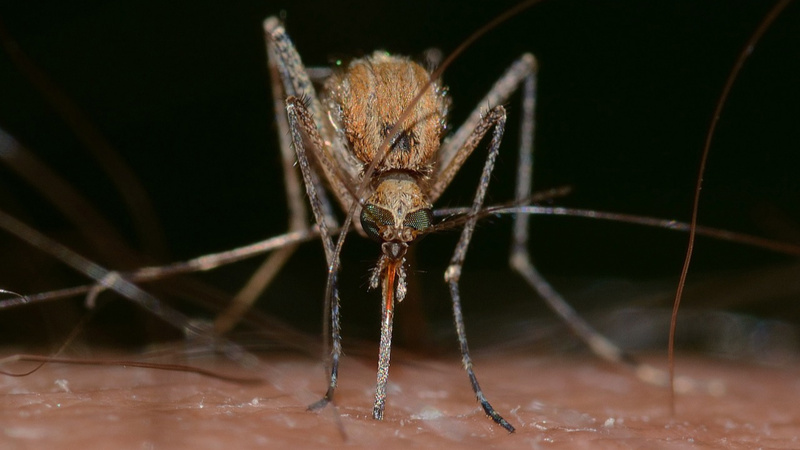 Piqûres insectes plantes: un moustique pique son rostre sur de la peau.