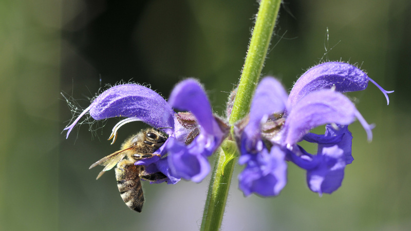 Insekten, Stiche: eine blaue Blume, auf der einen Blumen sitzt eine Biene und trinkt Nektar