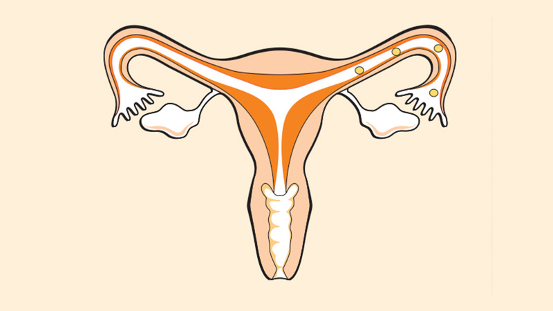 L'appareil reproducteur féminin