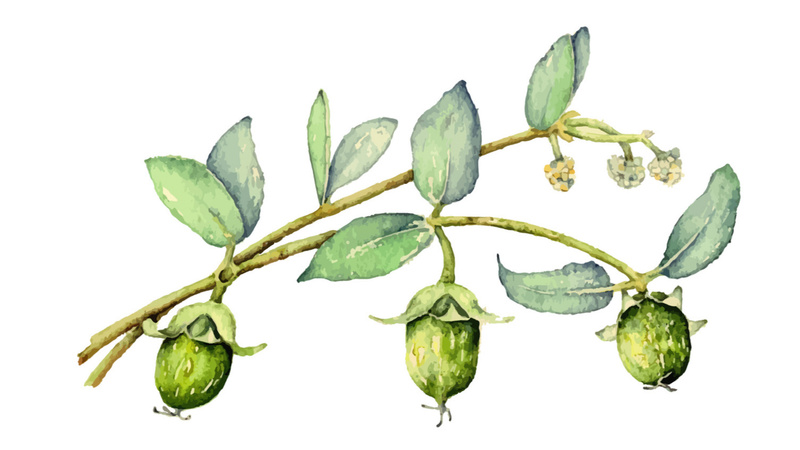 Illustration einer Jojoba-Pflanze