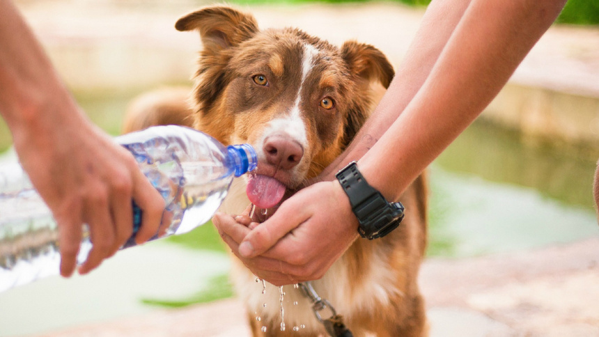Zwei Personen helfen einem braunen Hund beim Trinken aus einer Pet Flasche
