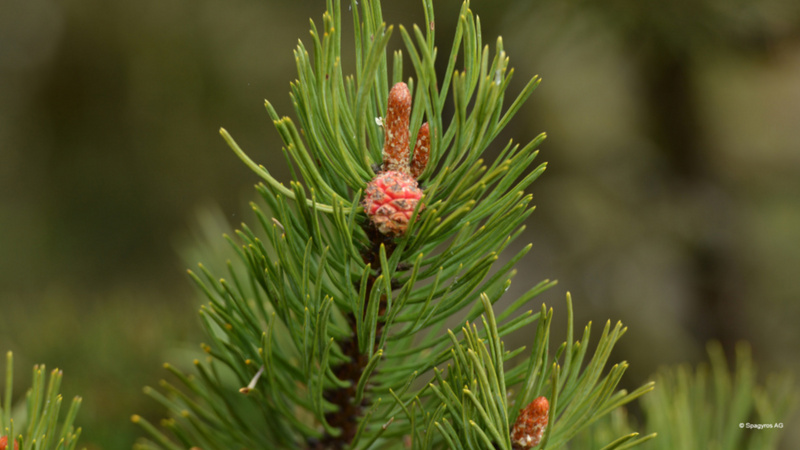 Knospen der Bergföhre