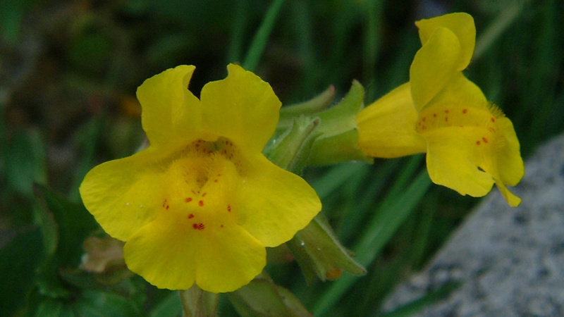 Mimulus