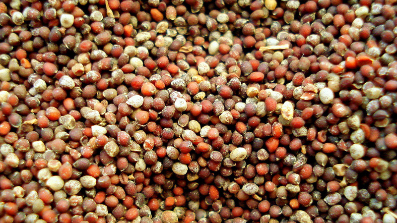 Gesundheitsvorsorge, Senföle, Viren, Bakterien: Senfsamen