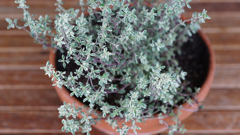 Thymian in einem Tontopf, von oben fotografiert