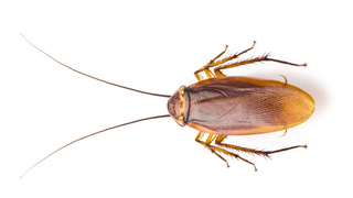 Petite Bete Noire A Carapace Qui Vole Dans Cuisine