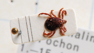 Une tique sur une petite plaquette blanche.